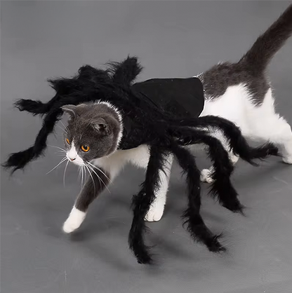 Spider Cat Costume