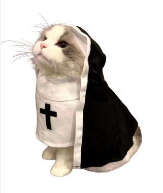 Nun Cat